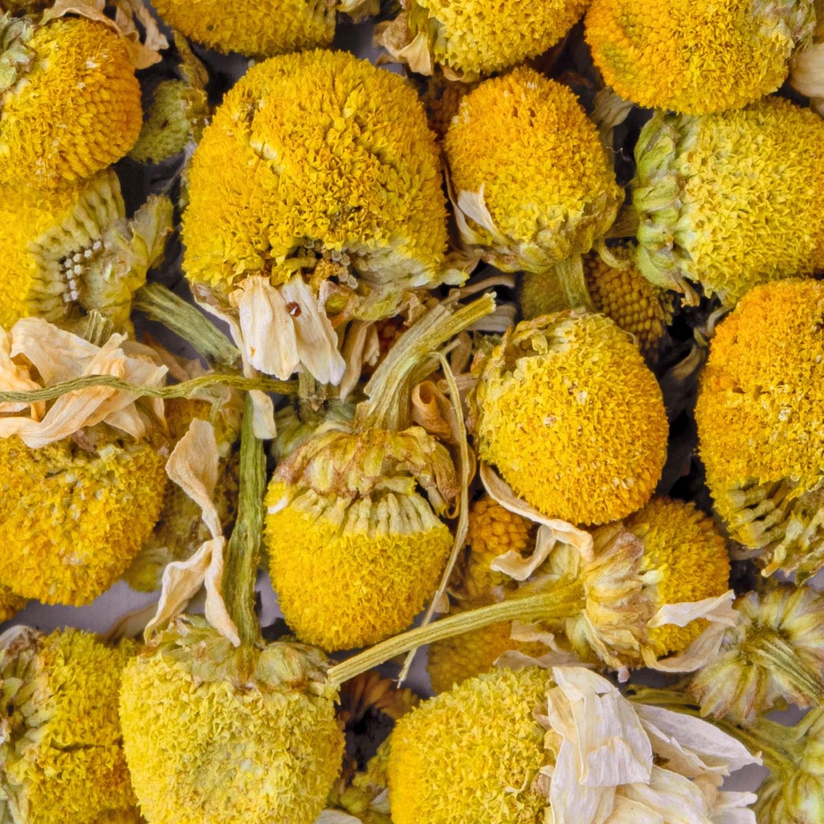 Infusion fleurs de camomille